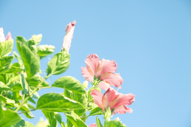 okinawa-image